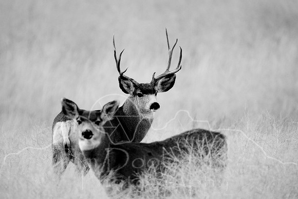 Mule Deer on South Fork--2009-2827.jpg