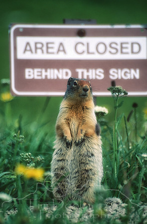 Ground Squirrel in Glacier-