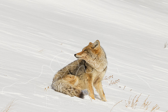 FN9A2609-Edit