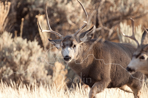 Mule Deer on South Fork--2009-2745.jpg