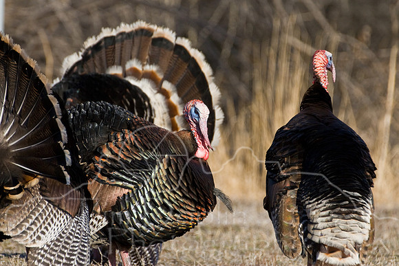 Turkey--2008-0947
