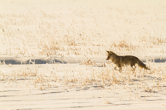 Yellowstone National Park--December 2012--31