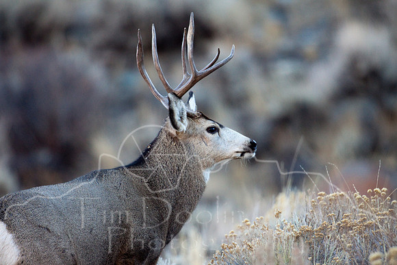 Mule Deer--South Fork Shoshone--November 2009-2976.jpg