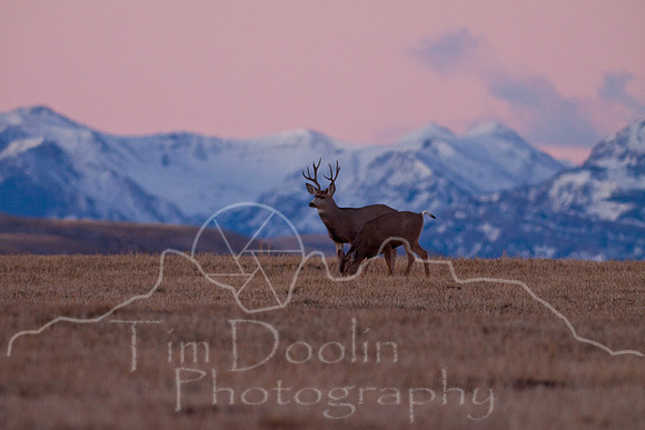 Mule Deer--South Fork Shoshone--November 2009-2885.jpg