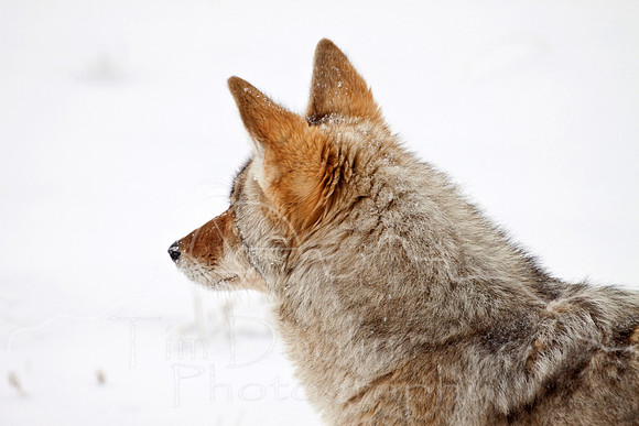 Yellowstone in Winter--December 2009-5343.jpg