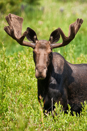 Bull Moose-