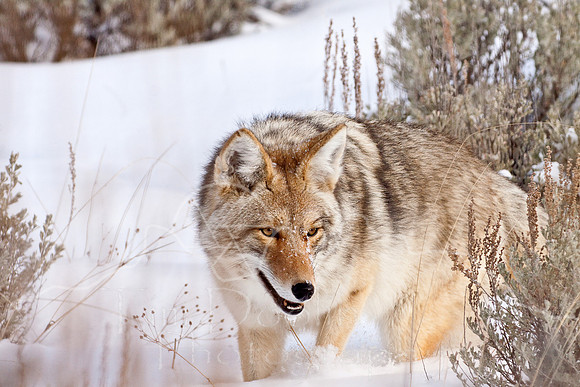 Yellowstone in Winter--December 2009-6682.jpg