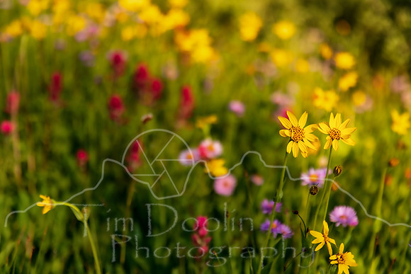 1S5A0481-Edit