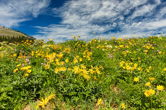 1S5A4397-Edit