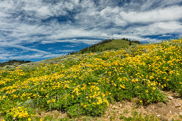 1S5A4405-Edit
