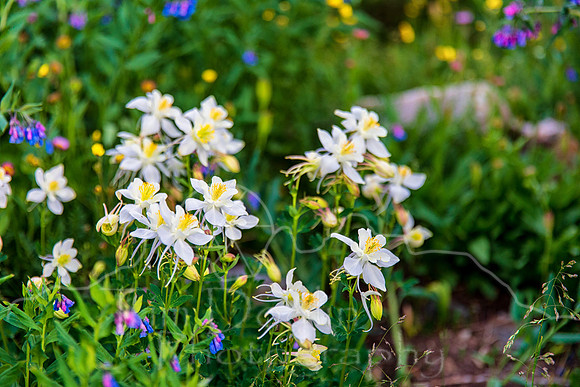 1S5A9890-Edit