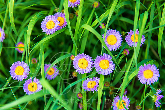 1S5A9930-Edit