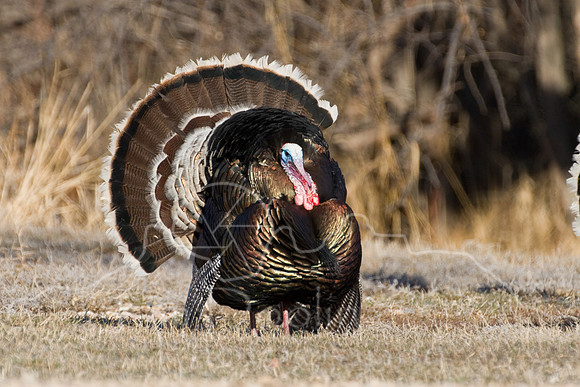 Turkey--2008-0941