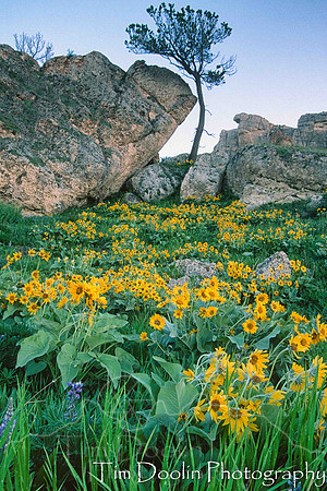 Sheridan and Bighorns--17
