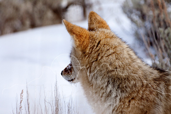 Yellowstone in Winter--December 2009-6672.jpg