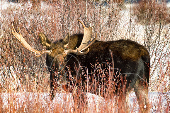 IMG_9776-Edit