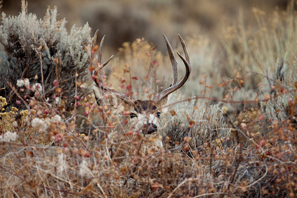 Mule Deer--South Fork Shoshone--November 2009-2946.jpg