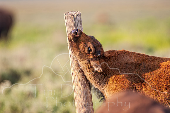 IMG_0375-Edit