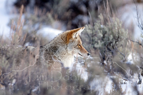 Yellowstone in Winter--December 2009-6662.jpg
