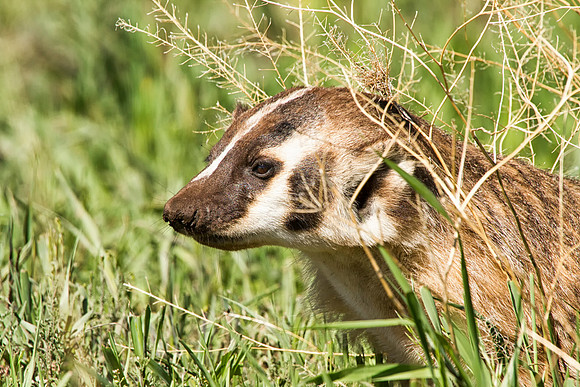 Badger digging--2