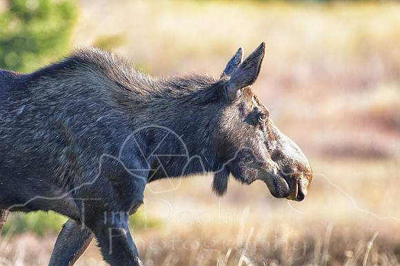 Cow Moose-