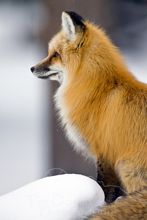 Big Horn Sheep--Cody--December 2008-9312.jpg