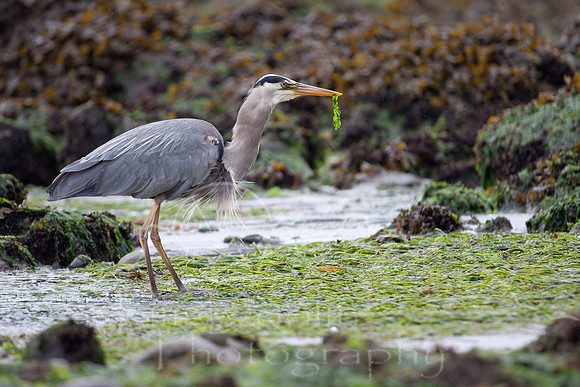 Orcas Island-6811.jpg
