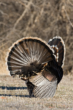 Turkey--2008-0972