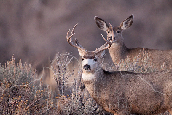 Mule Deer on South Fork--2009-2858.jpg