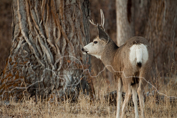 Mule Deer--South Fork Shoshone--November 2009-2919.jpg