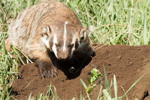 Badger digging-4623