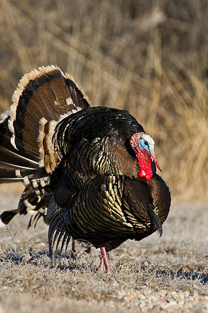Turkey--2008-0931
