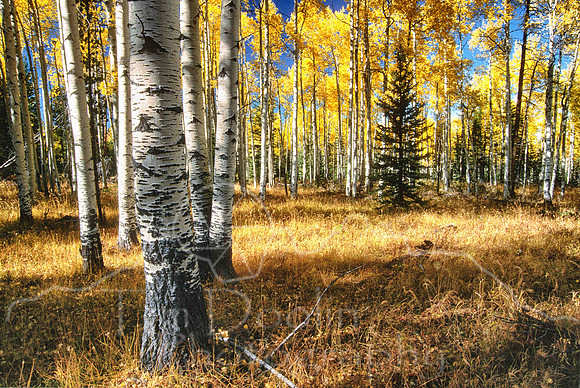 Aspen stand at Burgess Junction-