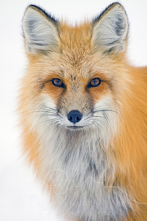 Tim Doolin--Portrait of a fox--wildlife--resized