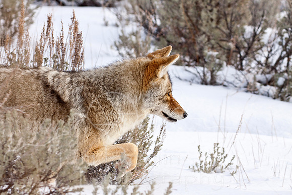 Yellowstone in Winter--December 2009-6691.jpg