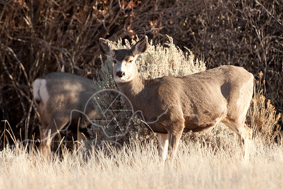 Mule Deer on South Fork--2009-2755.jpg