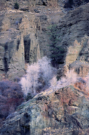 Dead trees along cliff above Shoshone River.jpg
