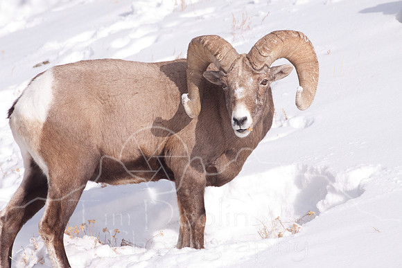 Yellowstone in Winter--2009-3307.jpg