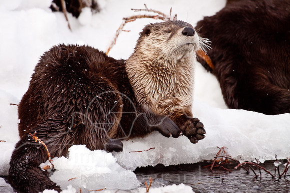 Yellowstone in Winter--December 2009-6234.jpg