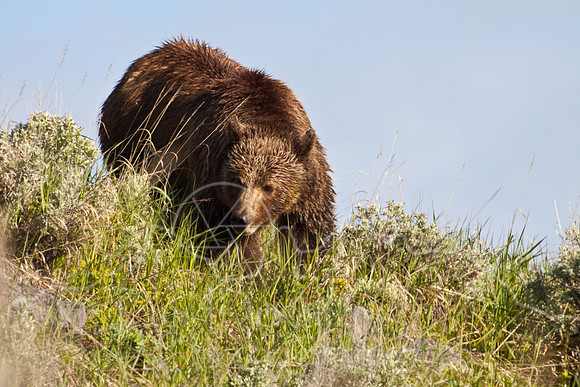 Yellowstone 2009-5811.jpg