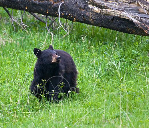 Yellowstone 2008-2229.jpg