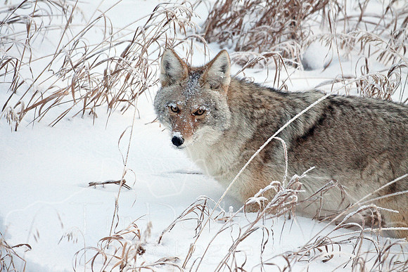 Yellowstone in Winter--December 2009-6366.jpg