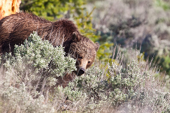 Yellowstone 2009-5848.jpg