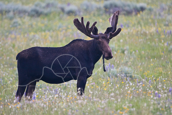Bull Moose-5013.jpg