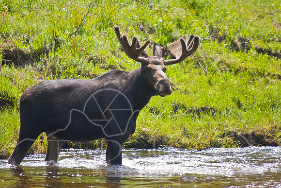 Bull Moose-0135.jpg