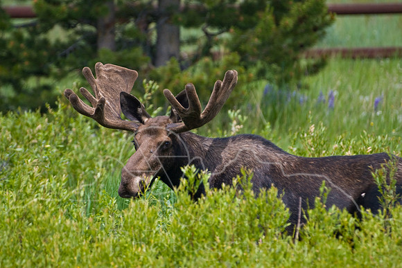 Bull Moose-4830.jpg