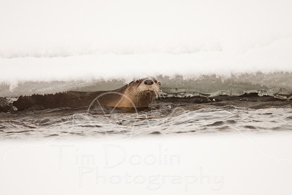 Yellowstone in Winter--December 2009-5633.jpg