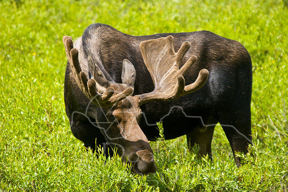 Bull Moose-0156.jpg