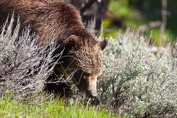 Yellowstone 2009-5865.jpg