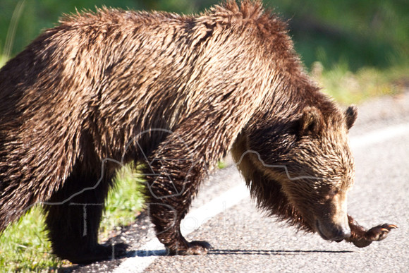Yellowstone 2009-5898.jpg